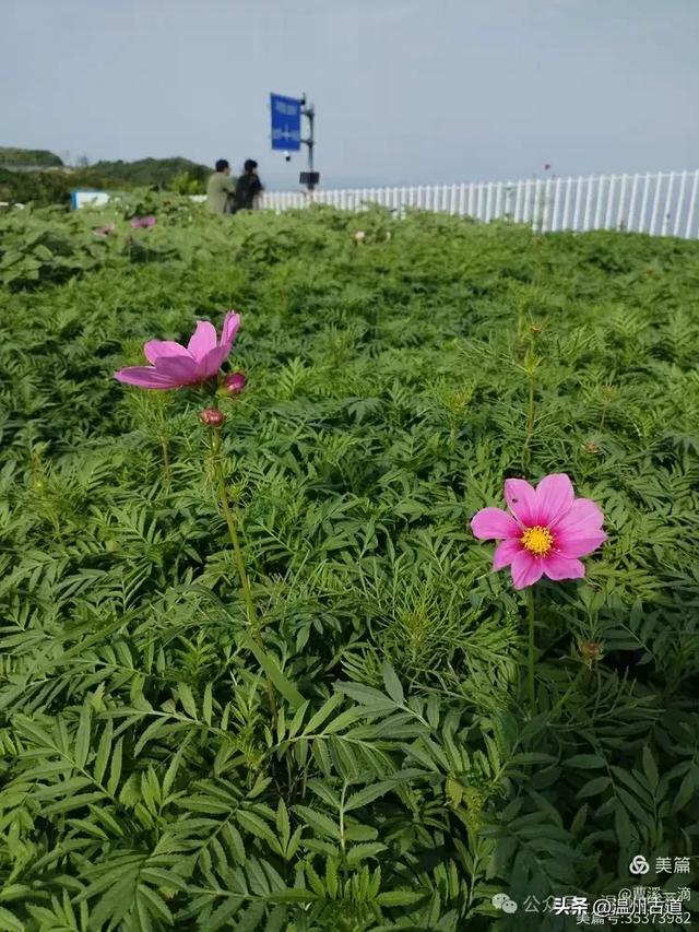 苍南168黄金海岸线的这几个醉美景点，你可去过？