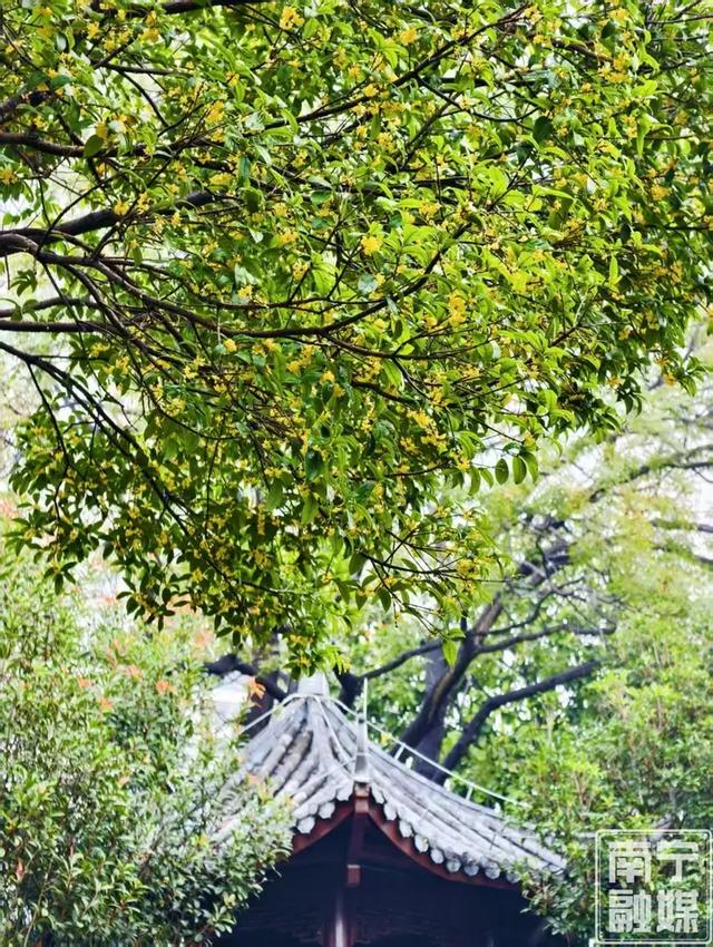 南宁秋天的第一缕桂花香，你闻到了吗？