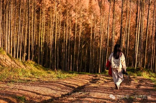 崇州彩林天花板🤩🤩🤩谁还没去过？