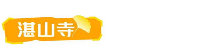 山东：时至初冬，银杏正当时