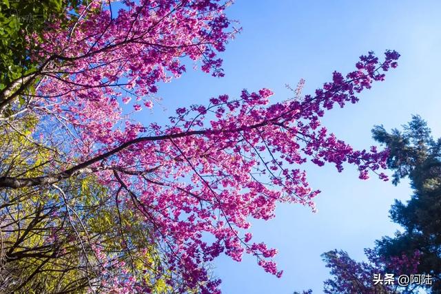 大理的樱花之美一如杭州的桂花之香,满城皆是,随处可闻