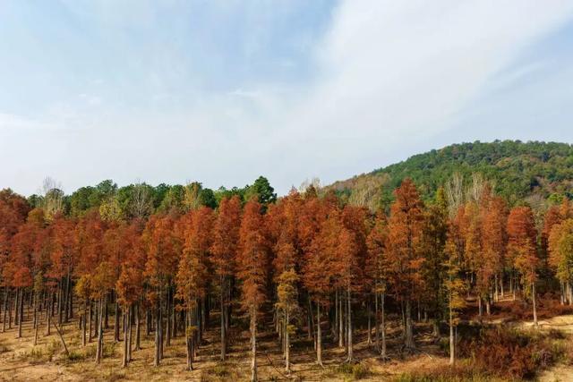 荣炳：乡村冬韵浓 美景入画来