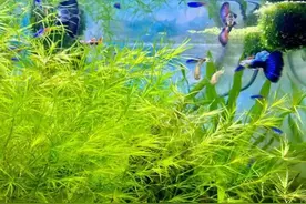 原来孔雀鱼是杂食动物，难怪我养不好！网友分享养孔雀鱼的绝招！图片