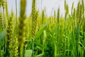 今日四月初九“蛇化青龙，雷鸣庚辰”啥意思？今夏会有大涝吗？图片