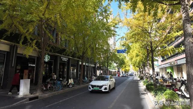 局门路银杏渐入佳境，引路人纷纷驻足打卡