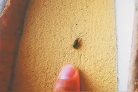 哈尔滨市礼化街101号多位居民：院里多棵榆树连年遭虫害图片