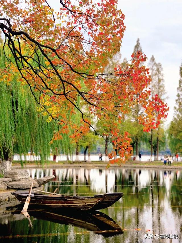 南京深秋顶流！莫愁湖的乌桕树藏不住了