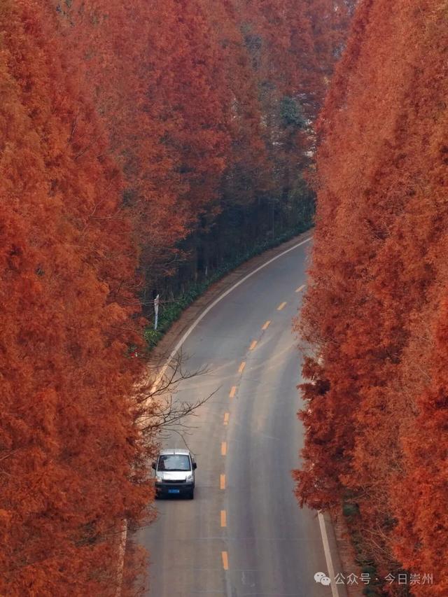 免费又出片！崇州初冬宝藏秘境，美到封神！