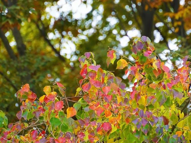 冬崃｜在泉水湖湿地公园，收藏整个冬天的浪漫与生机~