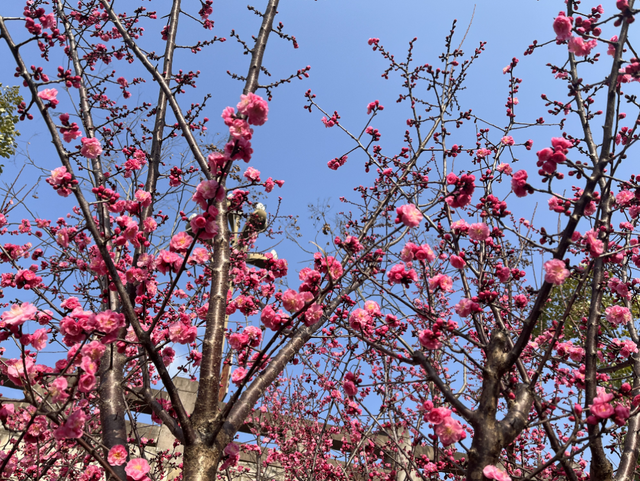 广元不远 周末优选 | 赏花这件事，放心来剑阁就对了！