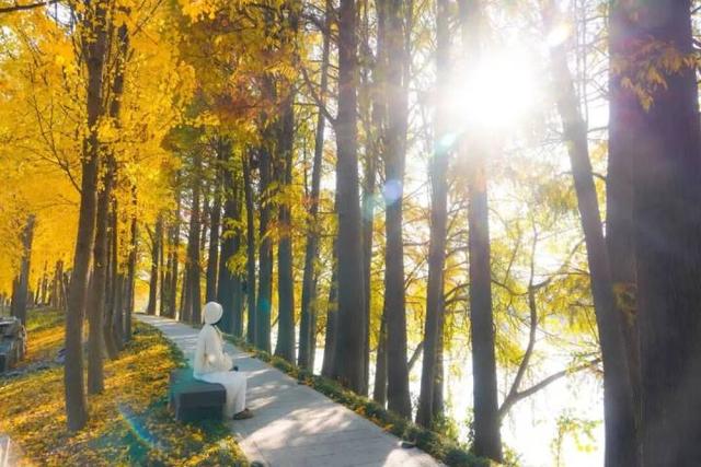 比青山湖人少，比湘湖低调，杭州东北藏着一条“银杏+水杉”组合路线！