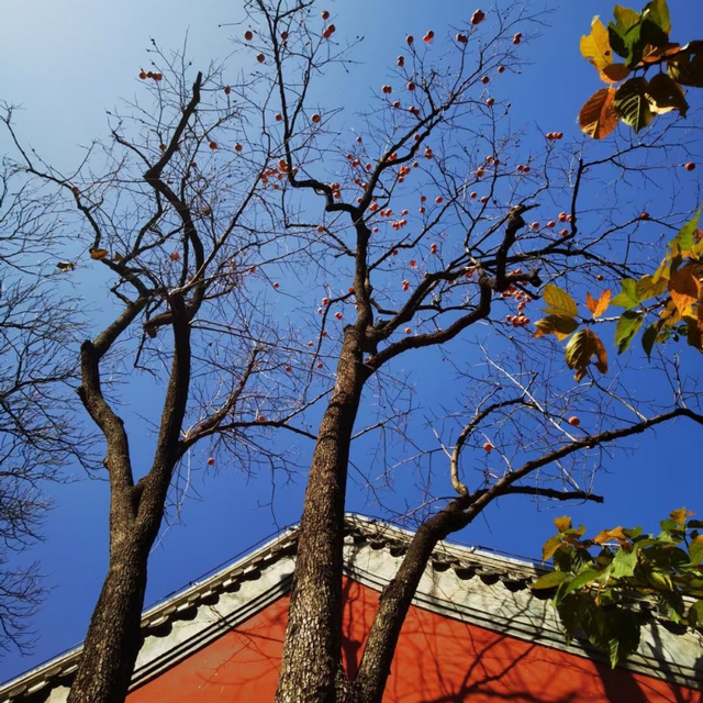 博物馆秋之旅丨博物馆限定！这些古建里的绝美秋色不可错过——