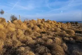美国人：美国横行霸道的风滚草，到了中国都得跪下！中国人赚麻了图片