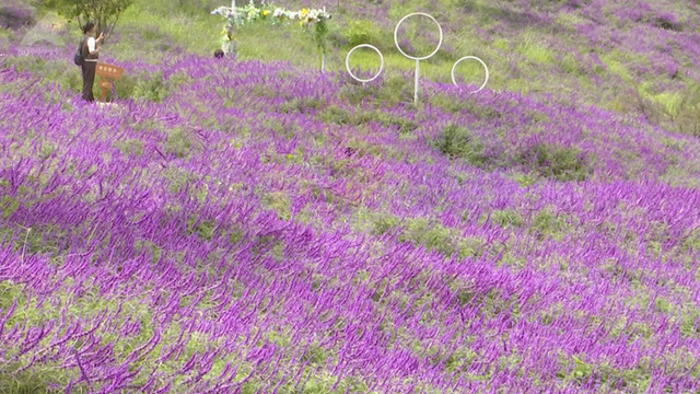 阳宗海云端花海绽放，满眼紫色好浪漫