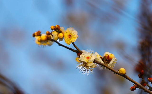 寻找最美春天 | 山东日照：花开迎新春 满园醉游人