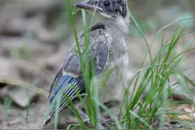 遭遇灰喜鹊图片