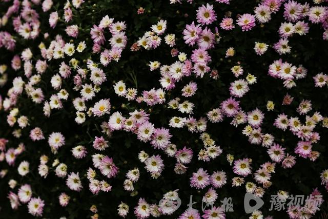 周口：重阳赏菊正当时 千年古陵飘菊香