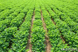 农民种地能挣钱吗？能养活一家人吗？事实如何？说出来你别不信图片