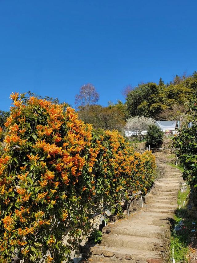 土楼拾光①:福建土楼景区——田螺坑片区（2025.2.9 漳州·南靖）