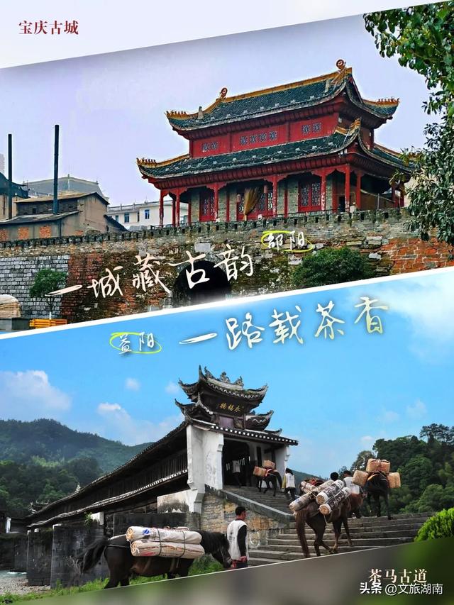 赛场外,两个“阳哥”各有乾坤