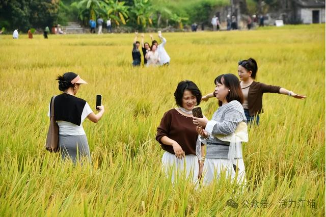 秋日必去！从化江埔5大稻田打卡攻略，邂逅金色浪漫