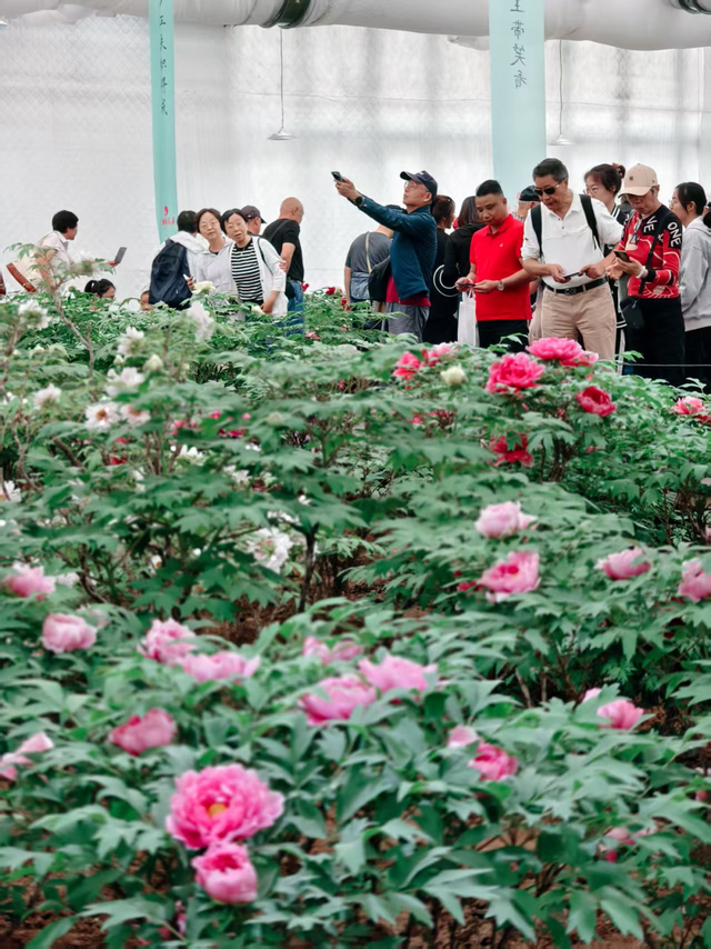 护航牡丹文化节丨黑的白的红的黄的紫的绿的蓝的