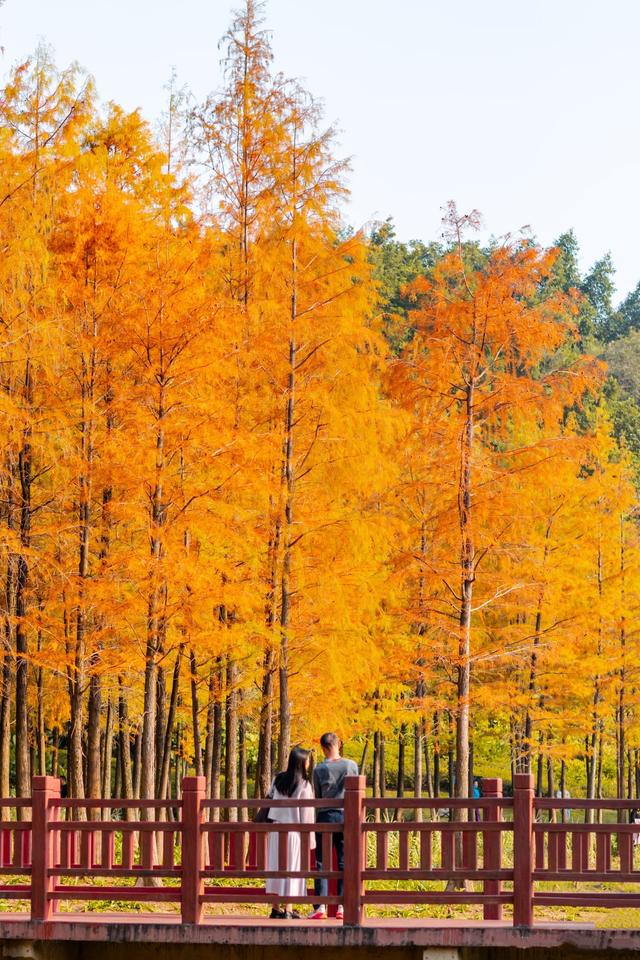 深圳这九个有落羽杉的地方，秋色美如画，接下来一天比一天美