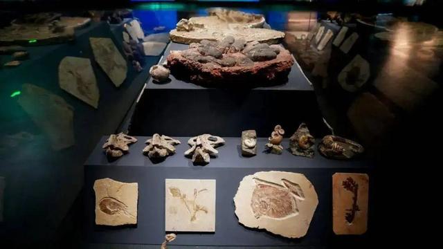 地球曾变成巨型冰球？寒武纪生命大爆发，揭露亿万年前的绝境翻盘