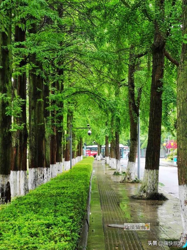 雨中漫步乐山城