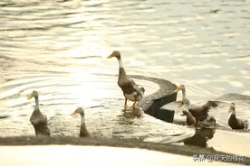 一次吃青头鸭，味道竟然如此甜美图片