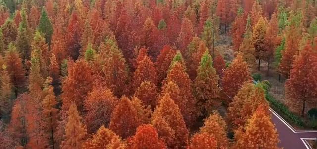 临沂「红杉」「红枫」浓度拉满，出片率100%