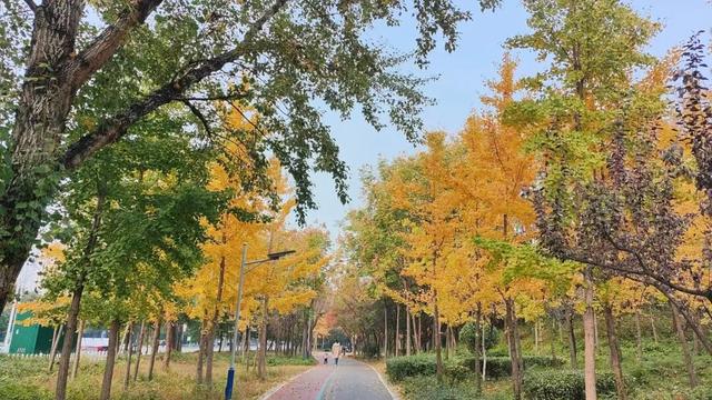 有“杏”遇见！薛城这些银杏林藏着最绚烂的秋天！