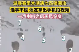 游客赛里木湖遇七匹狼围攻，遇事不慌淡定拿出手机拍视频，一声喇叭之后画风突变图片
