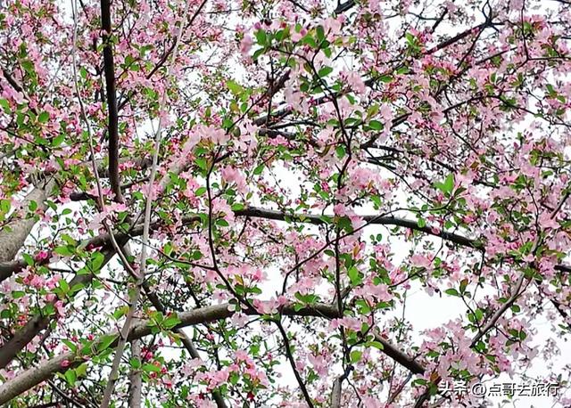 成都城区最佳赏花地，海棠如粉色瀑布、梨花素雅如雪，壮观惊艳！