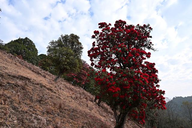 马年新春，赴一场“彝山火树”的盛大浪漫！