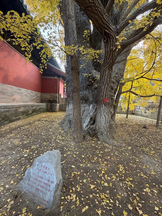 甘撒金缕苒秋寰