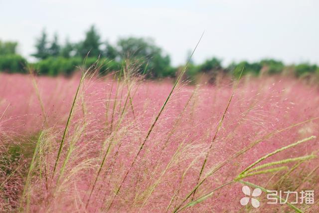 秋天来苏州赏花，这四个“宝藏地”别错过→