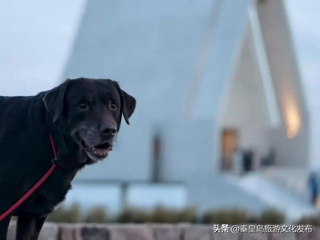 消费潜能激发:北戴河新区小众经济成增长引擎