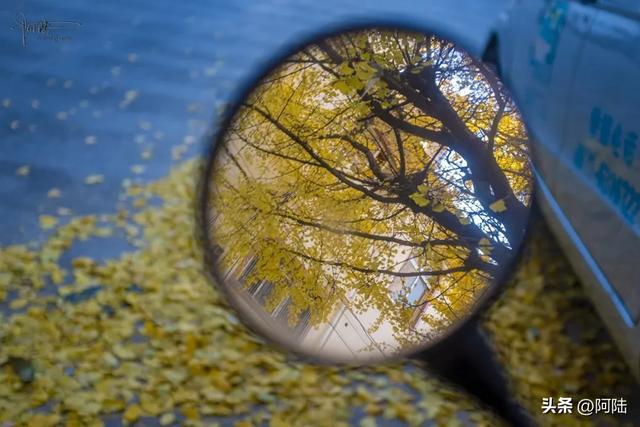 崇圣寺隔壁也有古银杏,就在三文笔村,长势更加风华正茂