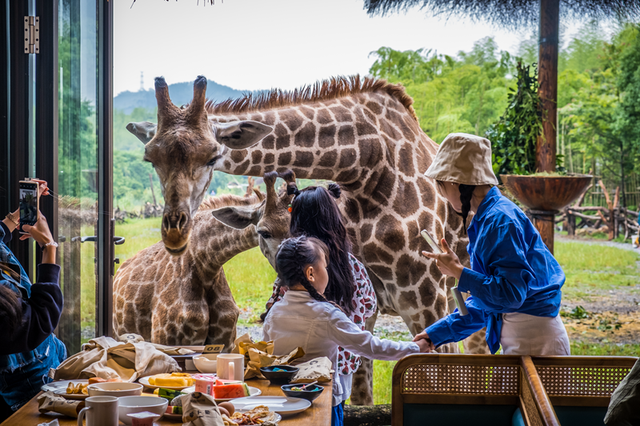湄公河旅游旗下湖州长颈鹿庄园斩获2025“游乐界·金冠奖”杰出亲子乐园奖