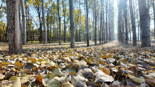 顺义白杨林：把冬日浅金，织进一帧鎏金诗篇里