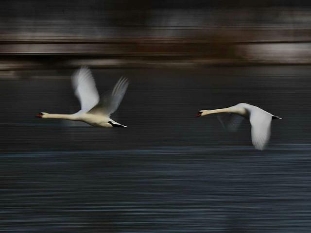 伊宁天鹅泉湿地公园：冬日里的生态诗画