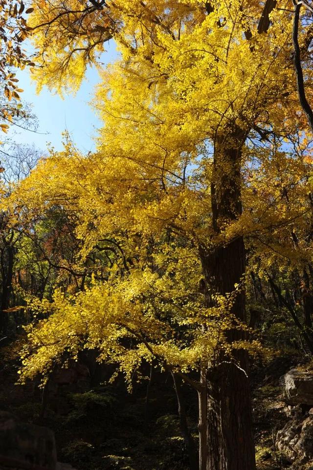 秋日必冲！千年银杏+层林秋景，还有《智取华山》取景地