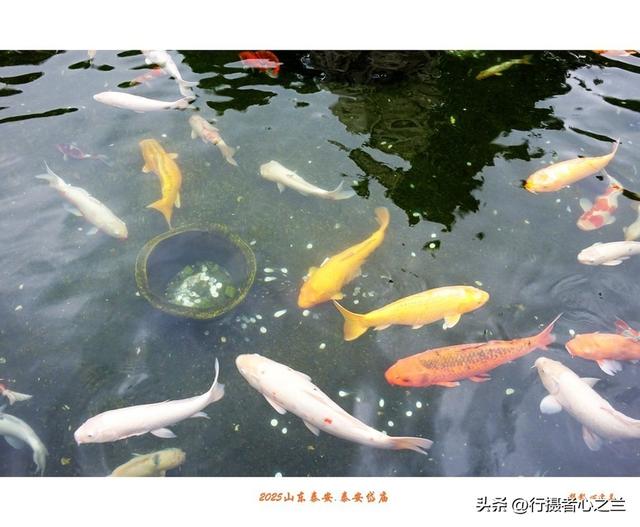 山东行游影记（313）—泰安岱庙（九）