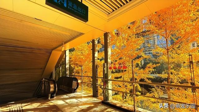 地铁口现武汉最美秋天，银杏叶金黄满树，路人纷纷掏出手机拍照