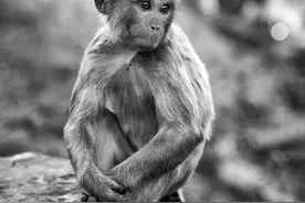 互粉互赞互评，最需真诚，最忌虚情，很可能一虚毁俩图片