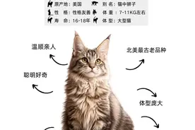 每天认识一种猫——缅因猫图片