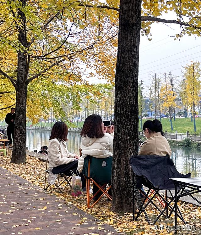 成都2公里长的银杏长廊，超级壮观，美爆了！地铁公交车可达！