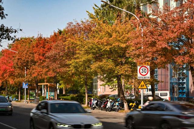 宁波秋色已“加载”80%！收好这份“金色地图”，随时打卡