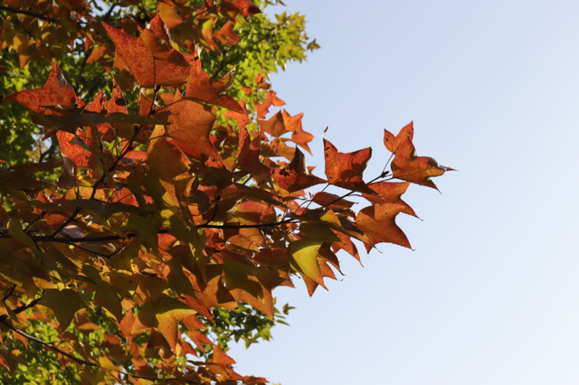 超出片！江阴这些地方“红了”！